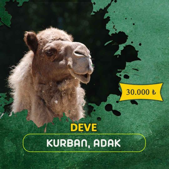 Kurban Deve</br> <span style="color:#56810b"> Tek Hisse 30.000 TL</span><button>Bağış Yap</button>