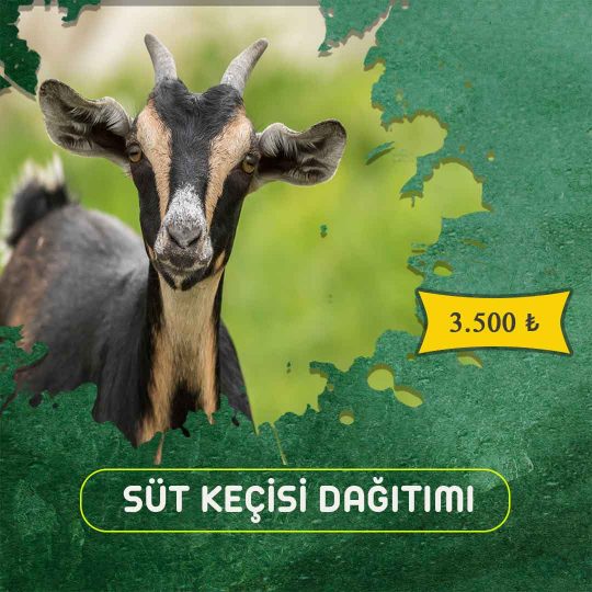 Süt Keçisi </br> <span style="color:#56810b"> Tek Hisse 2.500 TL</span><button>Bağış Yap</button>